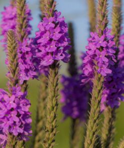 Outsidepride Perennial Verbena Stricta Hoary Vervain Garden Cut Flowers & Butterfly Attractant - 5000 Seeds 10 81SC3WKtauL