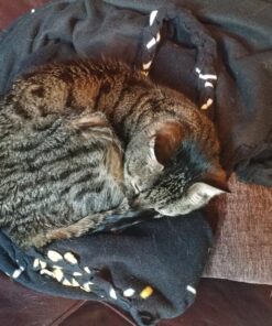 Grannick's Bitter Apple for Dogs Spray Bottle, 16 Ounces, Golds & Yellows (1116AT) 16 Ounces (Pack of 1) 41 81SC5ShXlRL