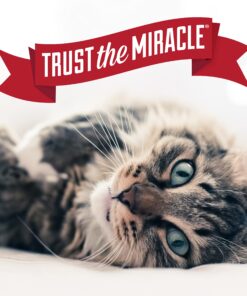 Nature's Miracle Advanced Platinum Cat Scratch Deterrent Spray, 8 Ounces, Discourages Destructive Scratching New Formula - 8oz 19 81SCBBdgvAL
