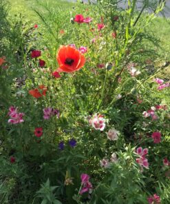 Hummingbird Nectar Wildflower Seeds Bulk Open-Pollinated Wildflower Seed Mix Packet, Non-GMO, No Fillers, Annual, Perennial Wildflower Seeds Year Round Planting - 1 oz 109 81SI8mRds L