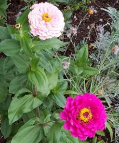 Alternative view of Sow Right Seeds - Flower Seed Collection - Carnation, Gayfeather, Dahlia, Morning Glory, Larkspur, Balsam, Snapdragon, Phlox, Zinnia, & Daisy - Non GMO Heirloom Seeds for Planting - 10 Packets