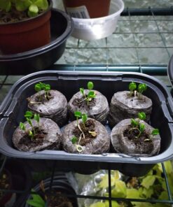 Zombie Plant Greenhouse Grow KIT- (Touch It and It Plays Dead!) Unique Nature Kit- Grow a Fun House Plant That Plays Dead When You Touch It! Comes Back to Life in Minute. Unique Christmas Gift Idea 30 81SOt5G9oCL