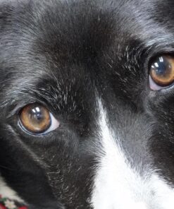 Sony 55mm F1.8 Sonnar T FE ZA Full Frame Prime Lens - Fixed Base 48 81SR5emZMmL