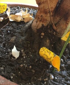 Safer Brand 5026 Houseplant Sticky Stake Insect Traps for Indoor Plants - Controls Fungus Gnats, Whiteflies, Midges, Thrips, Fruit Flies, and Black Flies - 1 Pack, 7 Traps 34 81SU8gbg1oL