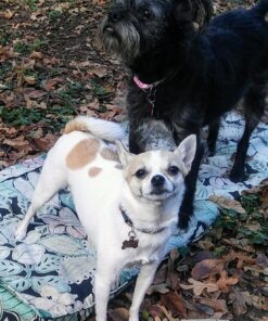 PetArmor for Dogs, Flea and Tick Treatment for Small Dogs (5-22 Pounds), Includes 3 Month Supply of Topical Flea Treatments 3 Count 5-22 lbs 38 81SY3jhcjML