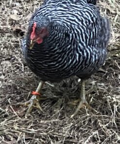 25 Poultry Spiral ID Leg Bands Standard Size 11 13 81Sbdi2AhgL