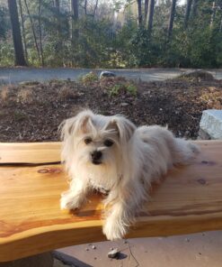 K9 Advantix II Medium Dog Vet-Recommended Flea, Tick & Mosquito Treatment & Prevention | Dogs 11-20 lbs. | 6-Mo Supply 6 Pack Medium Dog only 30 81Se4yFRHDL