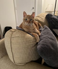 Nutramax Cosequin Joint Health Supplement for Cats - With Glucosamine and Chondroitin, 55 Capsules 29 81SfwHoqO8L