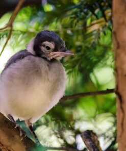 Tamron SP 70-200MM F/2.8 DI VC USD Telephoto Zoom Lens for Nikon (FX) Cameras Nikon FX Cameras 62 81SgQBcsjpL