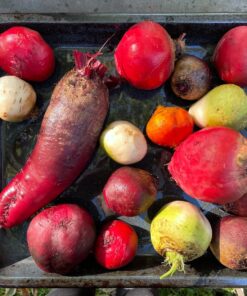 Seed Needs, 1,500+ Rainbow Beet Seed Mixture - 8 Variety Heirloom Mix (Beta vulgaris) Bulk Non-GMO 41 81SkjlAdWIL