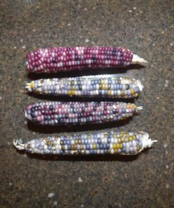Glass Gem Indian Corn Heirloom Seed - The Most Beautiful Corn in the World! 50 81SntgqFmCL