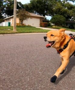 PawZ Rubber Dog Boots for Paws up to 2 1/2", 12 Pack - All-Weather Dog Booties for Hot Pavement, Snow, Mud, and Rain - Waterproof, Anti Slip Dog Socks - Small, Black 37 81SpeX3lxNL