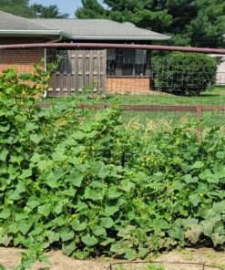 Lemon Cucumber Seeds for Planting,125+ Heirloom Seeds Per Packet, (Isla's Garden Seeds), Non GMO Seeds, Botanical Name: Cucumis sativus 'Lemon', Great Gift for Home Garden 21 81Sra5xxoFL