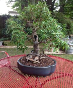 Hoffman 10708 Bonsai Soil Mix, 2 Quarts, Brown/A 1 Pack 24 81Sv 048KXL