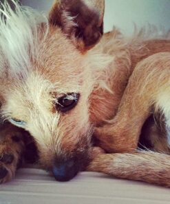 Purina Busy With Beggin' Made in USA Facilities Small/Medium Breed Dog Treats, Twist'd - 10 ct. Pouch Bacon 32 81SwsgxyG4L