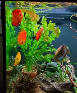 Aponogeton Ulvaceus Bulb - Aquarium Plant for Aquariums with temperatures Under 72F 59 81SyDSYy8WL