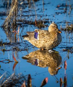 Commlite CM-EF-EOS M Auto-Focus Lens Mount Adapter for EF/EF-S Lens to Canon EOS M (EF-M Mount) Mirrorless Camera Lens Converter Ring for Canon EOS M1 M2 M3 M5 M6 M10 M50 M100 EF-EOS M 44 81T08TIsVxL