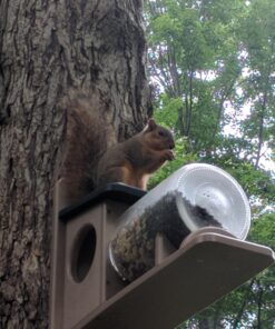 Birds Choice SNSQJAR Recycled Squirrel Jar Feeder, Squirrel Feeders, 7-1/4"L X 19"W X 15-3/4"H, Taupe w/ Green Roof 36 81T0Ic1ImaL