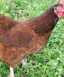 Rooster Booster Pick No More, 4-Ounce, One Size (038-50910) 9 81T2L40MzjL