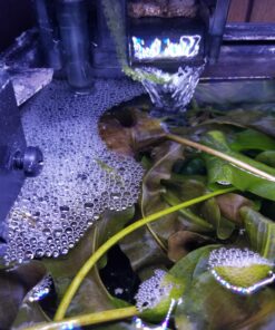 Aponogeton Ulvaceus Bulb - Aquarium Plant for Aquariums with temperatures Under 72F 63 81T6LxTYgL