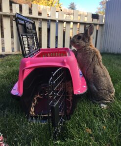 Petmate Two Door Pet Kennel for Pets up to 15 Pounds, Pink/Black, 19" Long, Made in USA Two-door 19.0"L x 13.0"W x 10.0"H 40 81T6ux1jsBL