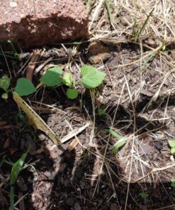 Seed Needs, Cucamelon Seeds - 65 Heirloom Seeds for Planting Melothria scobra - Mexican Sour Gherkin Non-GMO & Untreated, Boasts a Light Citrus Flavor, (2 Packs) 2 Packs (130 Seeds) 50 81T7Uk8mL1L