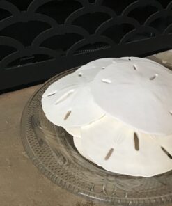 Tumbler Home White Sand Dollars 3"-3.5" - 10pcs - Wedding Seashell Craft Sandollars- Hand Picked and Professionally Packed 39 81TBWjpY8tL