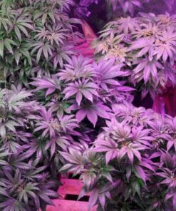 Canna CA1260+CA1270 Coco A & B, 1 L, Set of 2 Plant Growth, White/Brown 23 81TCTseYNTL