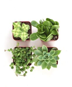 Shop Succulents Verde Succulent Plant Pack Collection - Live Mini Succulent Plants, Low Maintenance, Mix of Green Succulents & Textures - Wedding and Party Favors, Gift & Garden, Pack of 4 4-Pack 13 81TChV4yMxL