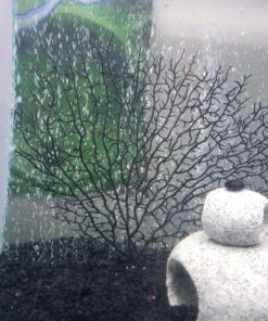 SciencePurchase 10.5" Black Fish Tank Aquarium Decoration, Sea Coral Ornament (Black, Sea Fan 10.5") 19 81TFRifcUL