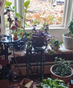 Grannick's Bitter Apple for Dogs Spray Bottle, 16 Ounces, Golds & Yellows (1116AT) 16 Ounces (Pack of 1) 42 81TGQMitoYL