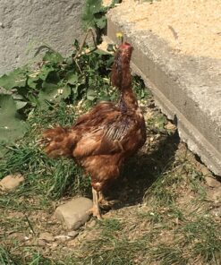 Rooster Booster Pick No More, 4-Ounce, One Size (038-50910) 10 81TGby3dGFL