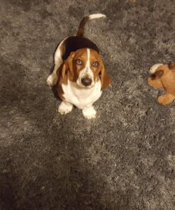 KONG Cozie Marvin Moose, Indoor Cuddle Squeaky Plush Dog Toy for Medium Dogs, Brown, 1 24 81TImNvbnZL