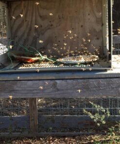 Mann Lake FD203 Bee-Pro Pollen Substitute Canister, 1-Pound 24 81TK5fPUCUL