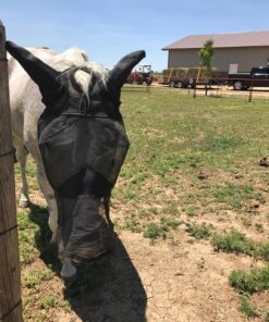 Cashel Quiet Ride Horse Fly Mask with Long Nose and Ears, Black, Horse 18 81TLDm 3pHL