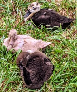 5 PVC Tee for Threaded Red Chicken Nipples Or Threaded Brass Rabbit Nipples 11 81TRV7J6RuL