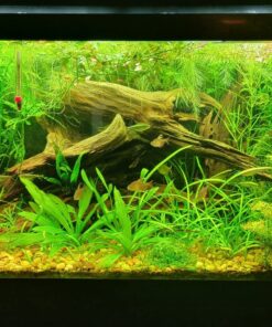 VIVOSUN T5 Grow Light Bulbs 54W 6500K HO Fluorescent Tubes Light Bulbs, Cool White T5 Bulb for 46 Inches T5 Light Fixtures, T5 Grow Lights for Indoor Plants, Pack of 5 54.0 Watts 26 81TUahmBtnL