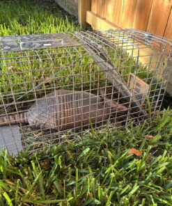 Havahart 1079SR Large 1-Door Humane Catch and Release Live Animal Trap for Raccoons, Cats, Bobcats, Beavers, Small Dogs, Groundhogs, Opossums, Foxes, Armadillos, and Similar-Sized Animals 38 81TV59yC8zL