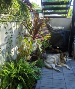 Wondercide - EcoTreat Outdoor Pest Control Spray Concentrate with Natural Essential Oils - Mosquito, Ant, Roach, and Insect Killer, Treatment, and Repellent - Safe for Pets, Plants, Kids - 16 oz 25 81TXUXSK0FL