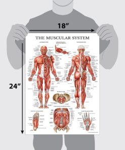 Palace Learning 4 Pack - Anatomical Poster Set - Laminated - Muscular, Skeletal, Ligaments of the Joints, Anatomy of the Spine - Anatomy Chart Set (LAMINATED, 18” x 24”) 18” x 24” 10 81TZ3NPjLmL