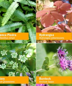 Herb Pharm Stone Breaker (Chanca Piedra) Compound Liquid for Urinary System Support - 1 Fl Oz 1 Fl Oz (Pack of 1) 21 81TbzxERnWL