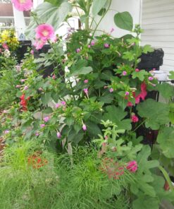 Hummingbird Nectar Wildflower Seeds Bulk Open-Pollinated Wildflower Seed Mix Packet, Non-GMO, No Fillers, Annual, Perennial Wildflower Seeds Year Round Planting - 1 oz 106 81TdtuZRt0L