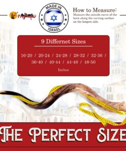 43"-47" Yemenite Shofar Kosher & polish+ Free Bag 10 81TfKF2Y0NL 1