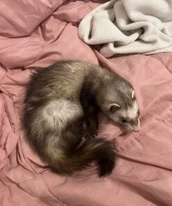 Advantage II Kitten Vet-Recommended Flea Treatment & Prevention | Cats 2-5 lbs. | 2-Month Supply 32 81Tio7SHCWL