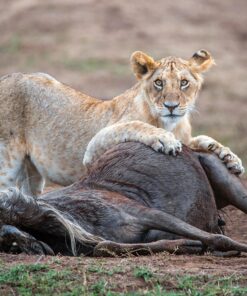 Sigma 150-600mm 5-6.3 Sports DG OS HSM Lens for Canon Canon SLR Mount US Version 129 81Tkn0pygL