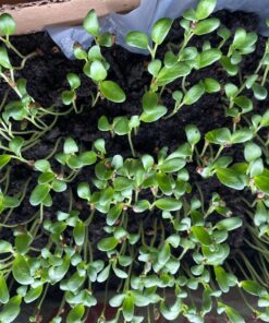 Jiva Organic Fenugreek Seeds 7 Ounce – Non-GMO, Gluten Friendly, All Natural Fenugreek Spice – Organic Fenugreek Seeds for Hair Growth, Cooking & Sprouting - Methi Seeds for Methi Dana Water 39 81TltnyvrpL