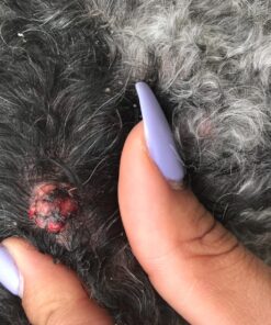 Healing Solutions 10ml Oils - Thuja Essential Oil - 0.33 Fluid Ounces 0.33 Fl Oz (Pack of 1) 30 81TngLwcDPL