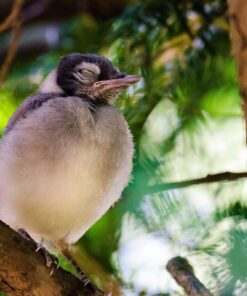 Tamron SP 70-200MM F/2.8 DI VC USD Telephoto Zoom Lens for Nikon (FX) Cameras Nikon FX Cameras 63 81ToUrXmd8L