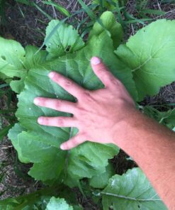 Whitetail InstituteFood Plot Seed 4 lbs (4500 sq ft) BowStand 14 81ToYMd8k L