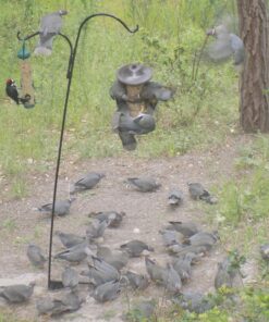 Perky-Pet 325S Panorama Bird Feeder 38 81Tramz88L